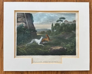 Italian Greyhounds 1805 Hand Colored Copper Engraving J Scott Reinagle Cundee - Picture 1 of 9