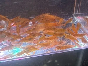 11 Pumpkin Orange Diamond Freshwater Neocaridina Aquarium Shrimp  FREE SHIPPING - Picture 1 of 6