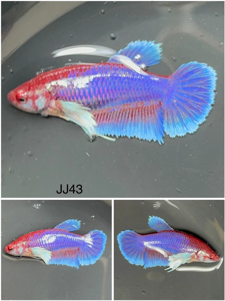 Female Betta Live Fish - Dumbo Purple HMPK - JJ43 - For Sorority - Breeding - Image 1 of 1