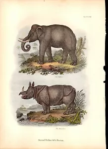 The Living World: Illustrations - Elephant / Rhinoceros - 1868 - Picture 1 of 1