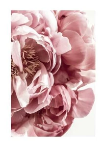 Poster Floreale Stampa Moderna Natura Arredo Parete Stampa Wall Art Fleurs Rosa - Picture 1 of 17