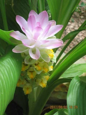 Ginger Curcuma Petiolata Rosa Oculto Floración 3 Planta Comienza Rizomas Fácil Crecimiento Foto 1 de 4