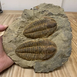 Trilobite Latoucheia (Pseudolenus) Ourikaensis. From Morocco 500mya Cambrian - Picture 1 of 10
