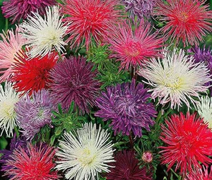 AGO ASTER UNICUM COLORI MISTI Callistephus Chinensis - 150 semi sfusi - Foto 1 di 1