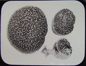 Glass Magic Lantern Slide THE GREAT BARRIER REEF NO15 C1890 PHOTO AUSTRALIA - Picture 1 of 2