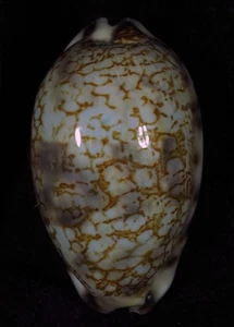 CYPRAEA HISTRIO ELONGATA NUEVA FORMA - Imagen 1 de 2
