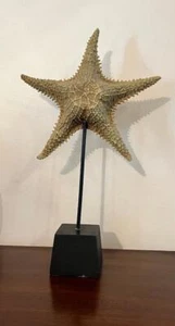Estrella de mar seca ocre de 5 brazos en 10" - Imagen 1 de 3