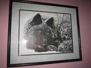 Signed & Numbered Shane Dimmick Black Wolf Framed Print 980/1500 18 1/4"X15 1/4" - Picture 1 of 11