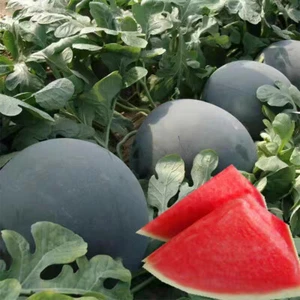 Schwarze Diamond -Wassermelonensamen | Pisklose Wassermelonensamen | Erben ▽ - Picture 1 of 12