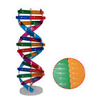 3D DNA Models Double Helix Colorful Educational Toy for Kids & Adults