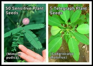 25 Sensitive Plant +5 Telegraph Seeds ~ Mimosa pudica +Codariocalyx (Desmodium) - Picture 1 of 4
