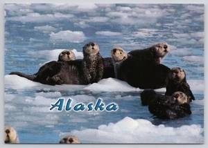 Alaska Group of Alaskan Sea Otters Swimming and Floating Near Iceberg Postcard - Picture 1 of 2