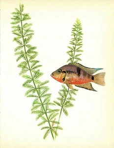 Impresión artística vintage de peces de acuario tropicales boca de fuego cíclidos 4381-74 - Imagen 1 de 1