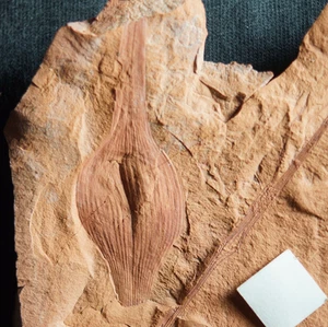 Calidad Museo Vetacápsula Carbonífero Tiburón Fósil Huevo Estuche Cápsula! - Imagen 1 de 9