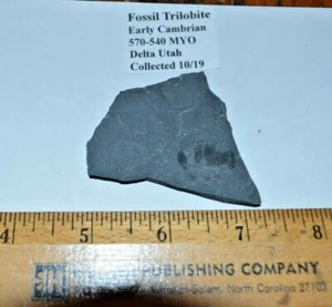 F12 Fósil Trilobite Temprano Cámbrico Delta Utah Coleccionado 10/19 - Imagen 1 de 1
