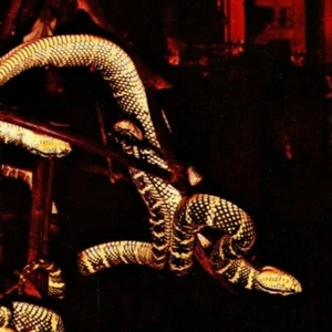 Cartolina d'epoca "Tempio del Serpente, Penang" Serpenti che si avvolgono intorno all'altare - Foto 1 di 3