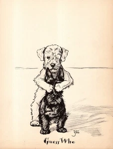Sweet Sealyham Scottish Terrier Print 1930s Vintage Illustration by Zito 6437f - Picture 1 of 1