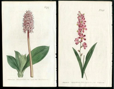 Revista botánica Curtis 1810 helonias rosas 2 impresiones antiguas originales Foto 1 de 3