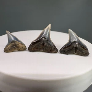 3 Fossil Carcharinus plumbeus - Sandbar Shark Teeth - Fernandina Beach, FL - Picture 1 of 2