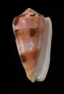 Shell CONUS GAUGUINI Marquesas is. 74,5 mm # HUGE & HEAVY - Picture 1 of 4