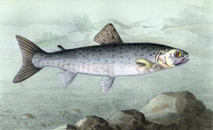 Estampe gravure lithographie illustration de poisson LA TRUITE ARGENTÉE DE LAC - Imagen 1 de 2