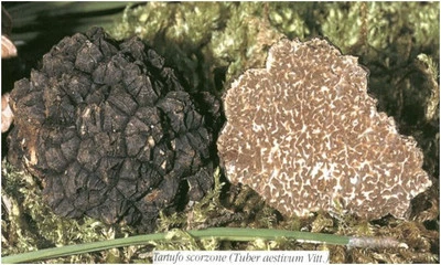 Precious Italian fresh black truffles. Black truffle 160g. 5,6 oz. Mushrooms. - Image 1 of 4