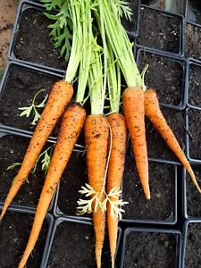 Vegetable - Carrot - Amsterdam Forcing 2 - 1000 Seeds - Economy - Picture 1 of 1