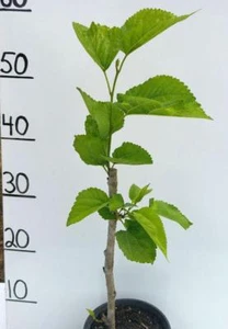 WHITE MULBERRY FRUIT TREE PLANT CUTTING GROWN QUICK FRUIT LIKE A GRAFTED TREE - Picture 1 of 6