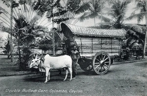 COLOMBO - Double Bullock Cart Postcard - Ceylon - Sri Lanka - Picture 1 of 2