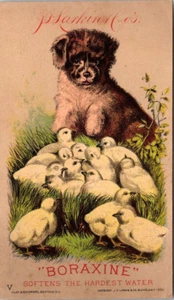 1882 Boraxine Puppy Dog Chicks JD Larkin Co Buffalo NY Victorian Trade Card - Picture 1 of 1