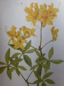 Set of 4 Yellow Flower Illustrations. Vintage Unframed Botanical Prints Wall Art - Picture 1 of 6