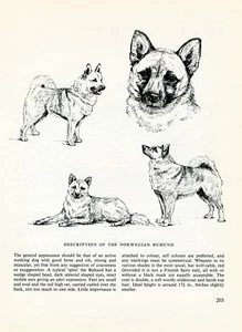 NORWEGIAN BUHUND VINTAGE 1963 PRINT SKETCH PAGE ARTIST BRIDGET OLERENSHAW - Picture 1 of 1