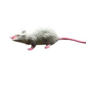 Fake Small Rat Lifelike Mouse Model Prop Scary Trick Prank Toy Halloween Decor