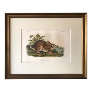 Original Antique Audubon Lithograph Print Titled Swamp Hare Circa 1851 Rabbit - Picture 1 of 5