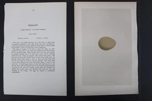 Birds, Nests, Eggs, F.O.Morris, 1875 - Picture 1 of 3