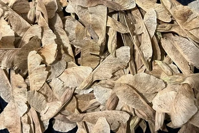 25 semillas de arce Boxelder (Acer negundo), recolectadas 25/11 Foto 1 de 2