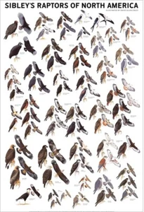 Laminated Sibley's Raptors of North America Art Print Poster 24x36 Inches - Picture 1 of 2