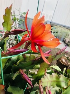 Epiphyllum Orchid Cactus ' Orange Bloom ' RARE - 2x Cutting - Picture 1 of 5