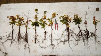 30 Beech Trees/hedging  15/30cm. 2 Year old Seedlings - Image 1 of 4