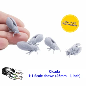 Cicada - 3mm - 1:1 Scale bug miniature replica oddities by The Scale Grail - Picture 1 of 5