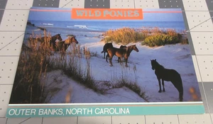 Postal Wild Ponies Outer Banks, Carolina del Norte Giner Carslake - Imagen 1 de 2