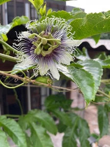 20x PURPLE PASSION VINE SEEDS Grandilla Passiflora edulis Edible Fruit Plant - Picture 1 of 11