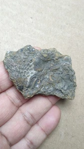 30g Bryozoen Meeresorganismen Crinoid Stängel Exemplar aus Kambrium - Bild 1 von 8