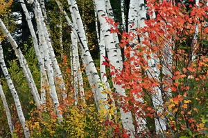 Fotomurale TESSUTO NON TESSUTO FORESTA (902S) alberi radura sole paesaggio natura betulle viale - Foto 1 di 1
