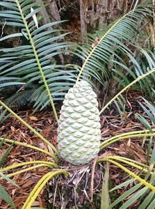 Cycad -Rare Encephalartos INOPINUS-seedlings - Picture 1 of 3