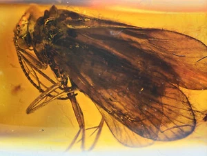Tricotteri dettagliati (Caddisfly), inclusione fossile in ambra baltica - Foto 1 di 4