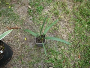Florida Sabal Palmetto Palm - Picture 1 of 1