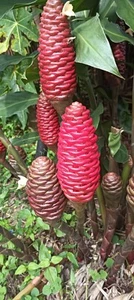 Beehive Ginger Plant - 3 Rhizomes - Picture 1 of 3