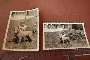 dos grandes fotos antiguas - Niño pequeño con perro ??? ¿O muñeca de perro?? - Imagen 1 de 4
