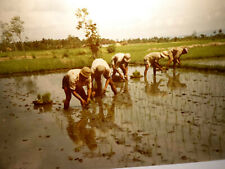 * 80er J. gr. Foto Menschen Bauern Reisanpflanzung stabiles Papier 48 x 35 cm